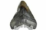 Juvenile Megalodon Tooth - South Carolina #172129-1